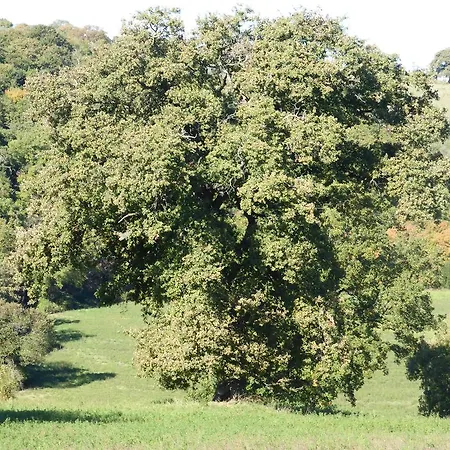 Campospillo