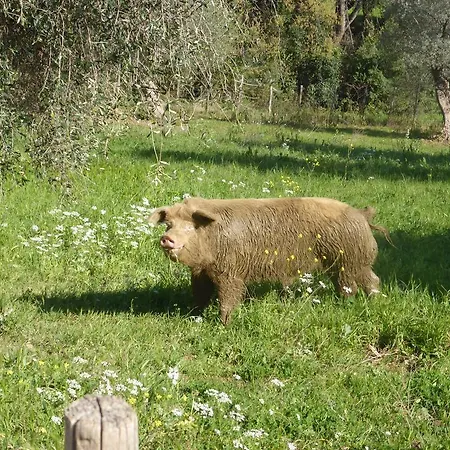 Campospillo * Magliano in Toscana